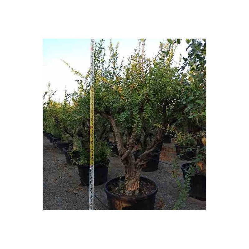 Punica granatum (Grenadier à fruits)