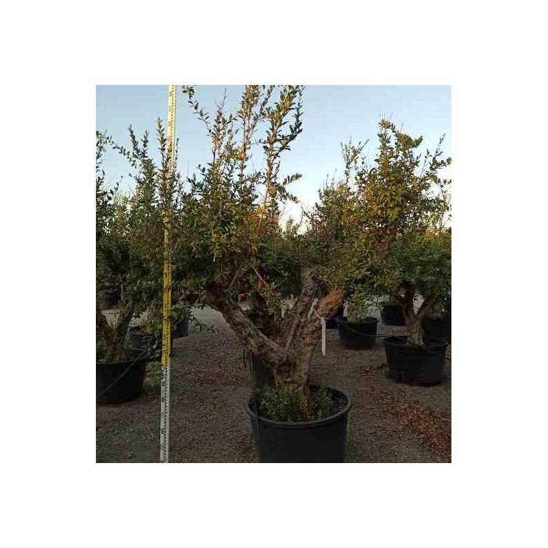 Punica granatum (Grenadier à fruits)