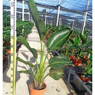 Strelitzia augusta ou strelitzia alba (Oiseaux du paradis géant)