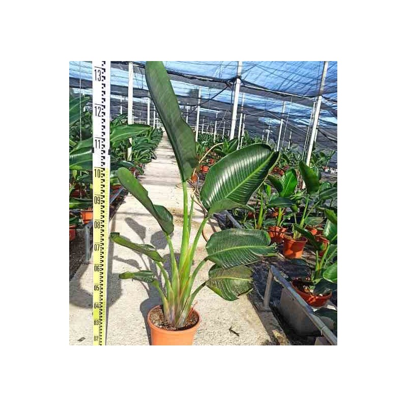 Strelitzia augusta ou strelitzia alba (Oiseaux du paradis géant)