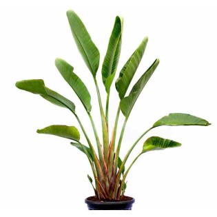 Strelitzia augusta ou strelitzia alba (Oiseaux du paradis géant)