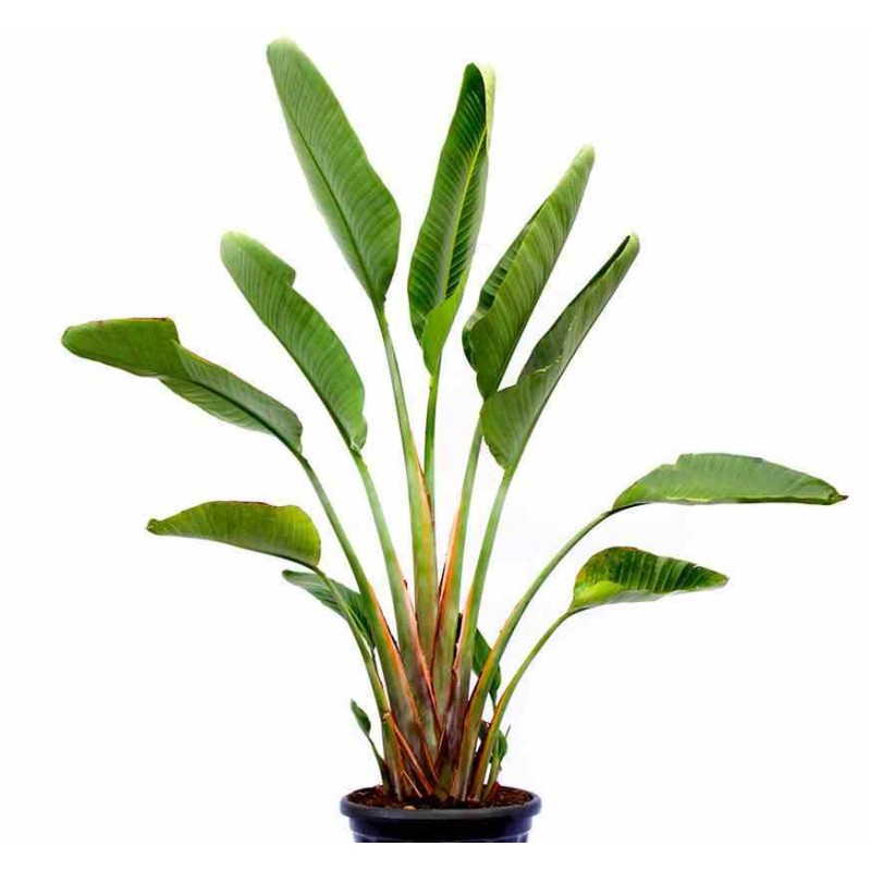 Strelitzia augusta ou strelitzia alba (Oiseaux du paradis géant)