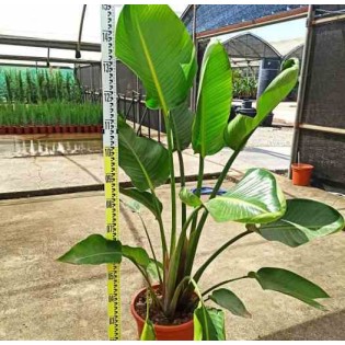 Strelitzia augusta ou strelitzia alba (Oiseaux du paradis géant)