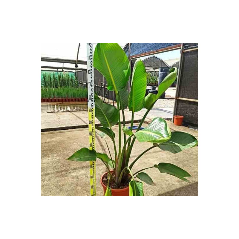 Strelitzia augusta ou strelitzia alba (Oiseaux du paradis géant)