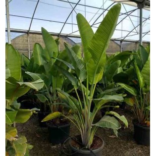 Strelitzia augusta ou strelitzia alba (Oiseaux du paradis géant)