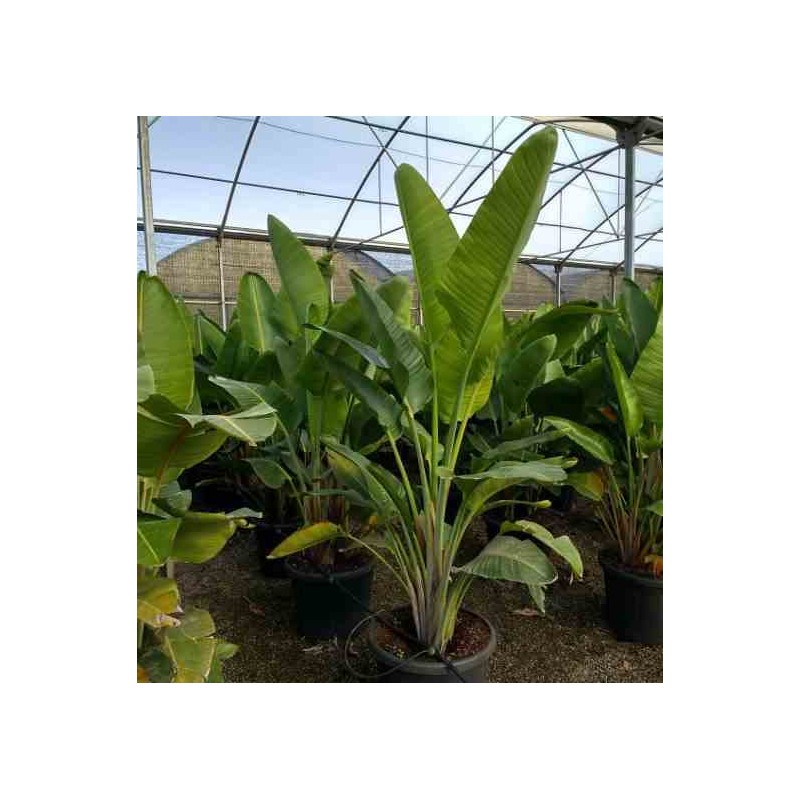 Strelitzia augusta ou strelitzia alba (Oiseaux du paradis géant)