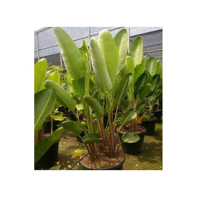 Strelitzia augusta ou strelitzia alba (Oiseaux du paradis géant)