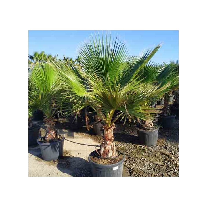 Washingtonia Robusta (Palmier éventail,Palmier du Mexique)