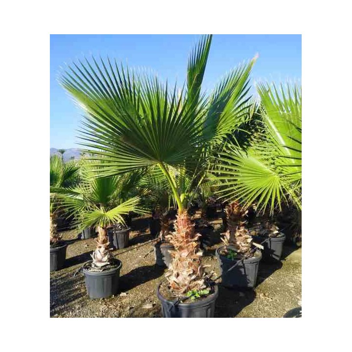 Washingtonia Robusta (Palmier éventail,Palmier du Mexique)