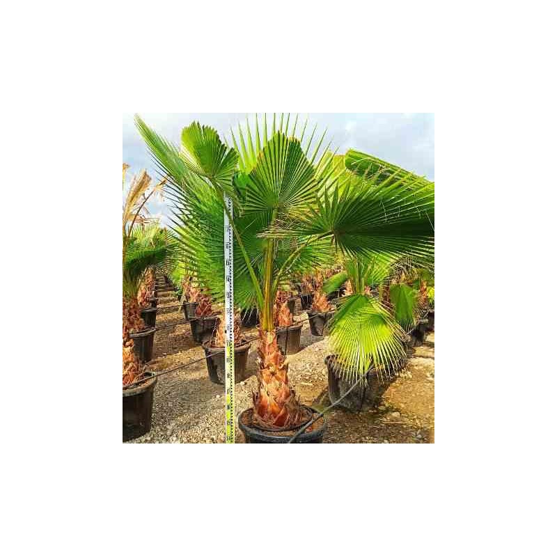 Washingtonia Robusta (Palmier éventail,Palmier du Mexique)