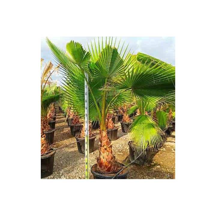 Washingtonia Robusta (Palmier éventail,Palmier du Mexique)