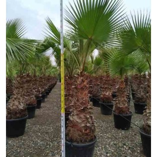 Washingtonia Robusta (Palmier éventail,Palmier du Mexique)