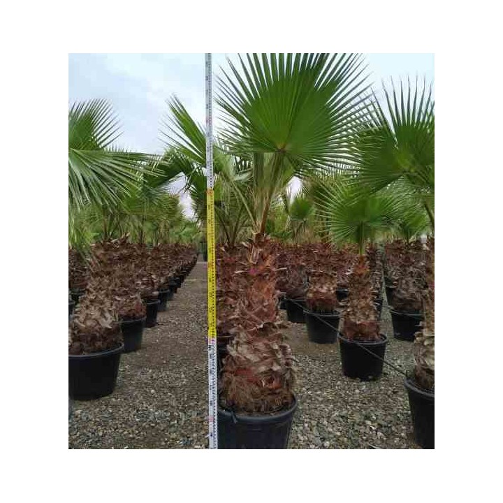 Washingtonia Robusta (Palmier éventail,Palmier du Mexique)
