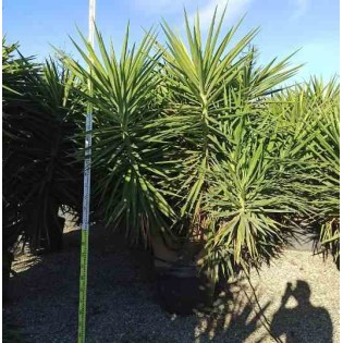 Yucca Elephantipes (Yucca pied d'éléphant)