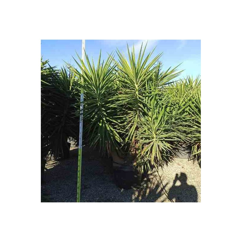 Yucca Elephantipes (Yucca pied d'éléphant)