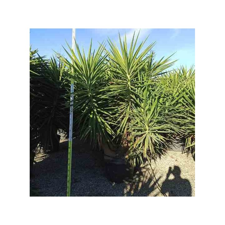 Yucca Elephantipes (Yucca pied d'éléphant)