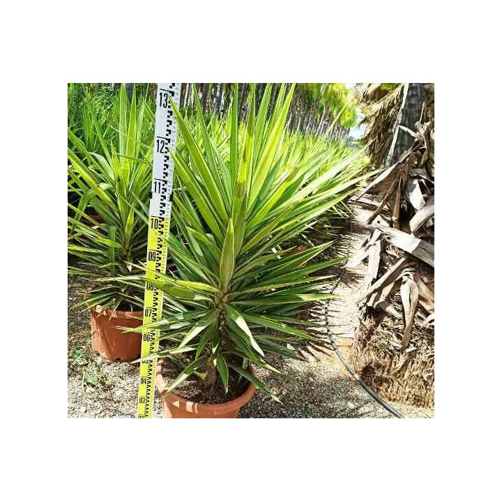 Yucca Elephantipes 'Jewel' (Yucca pied d'éléphant)