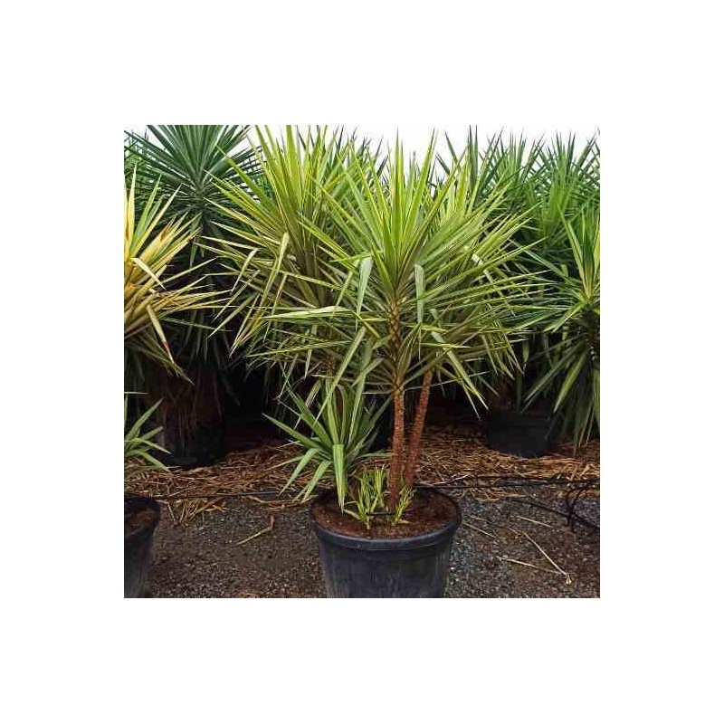 Yucca Elephantipes 'Jewel' (Yucca pied d'éléphant)