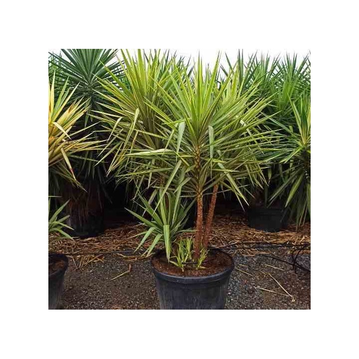 Yucca Elephantipes 'Jewel' (Yucca pied d'éléphant)
