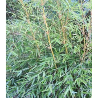 Fargesia denudata 'Xian 2' (Bambou non traçant)