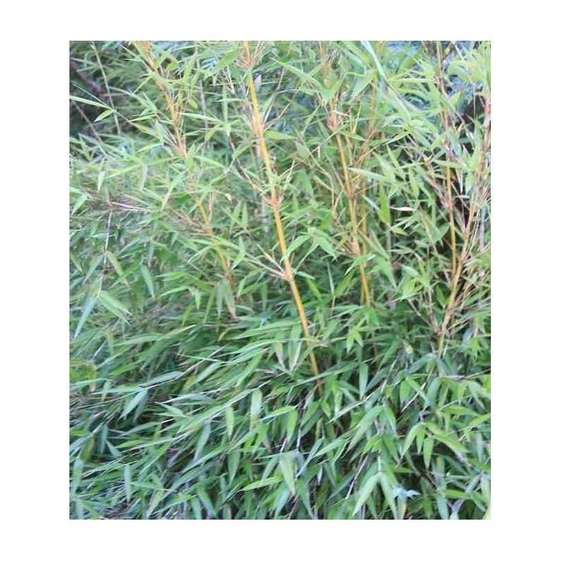 Fargesia denudata 'Xian 2' (Bambou non traçant)