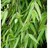 Fargesia denudata 'Xian 2' (Bambou non traçant)