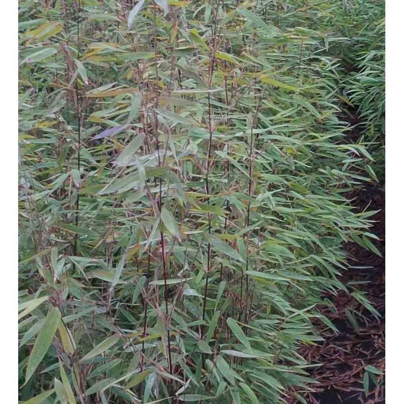 Fargesia "Jiuzhaigou 8" (Bambou non traçant)