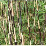 Fargesia sp Jiuzhaigou Deep Purple (Bambou non traçant)