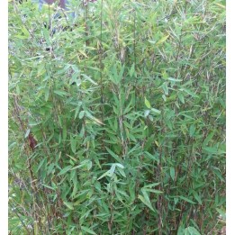 Fargesia nitida "Gansu" (Bambou non traçant)