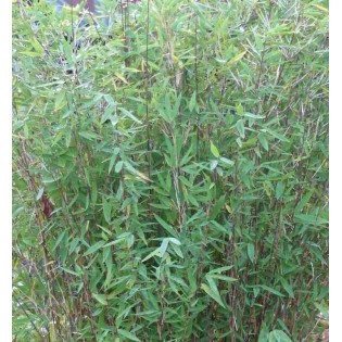 Fargesia nitida "Gansu" (Bambou non traçant)