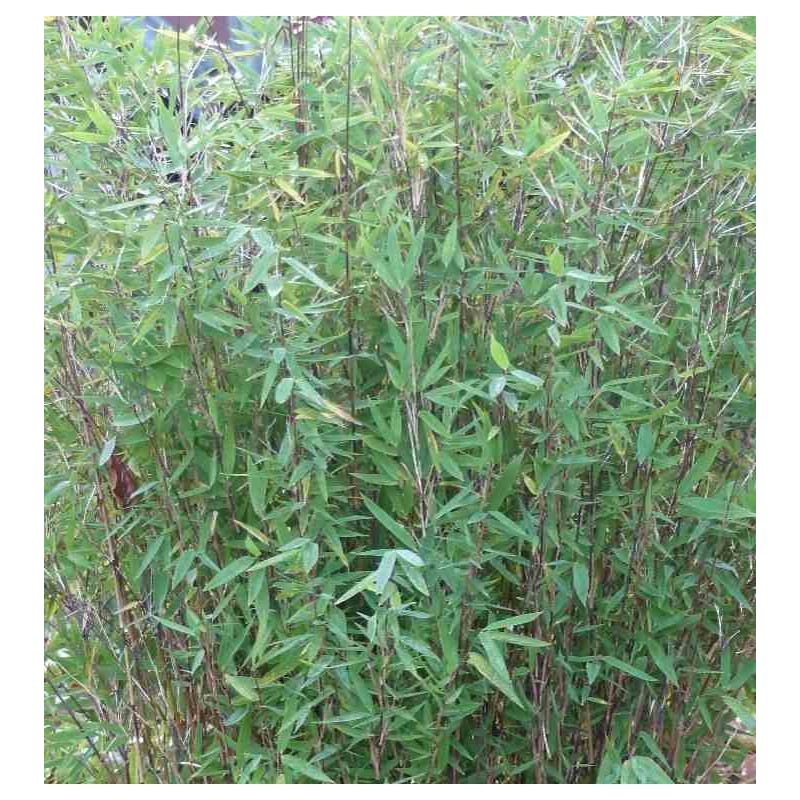 Fargesia nitida "Gansu" (Bambou non traçant)