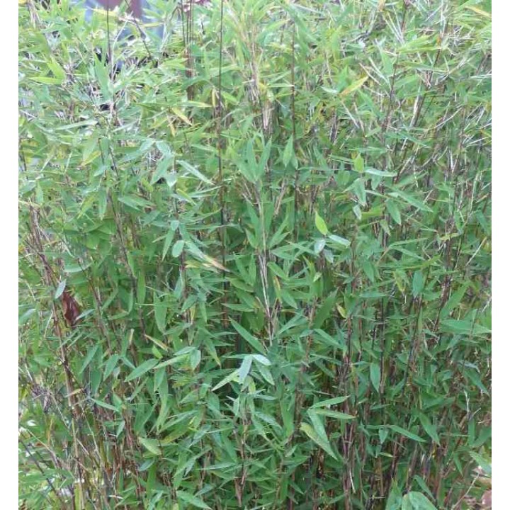 Fargesia nitida "Gansu" (Bambou non traçant)