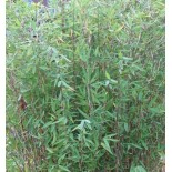 Fargesia nitida "Gansu" (Bambou non traçant)