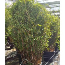 Fargesia nitida "Volcan" (nitida Gansu x nitida)(Bambou non traçant)