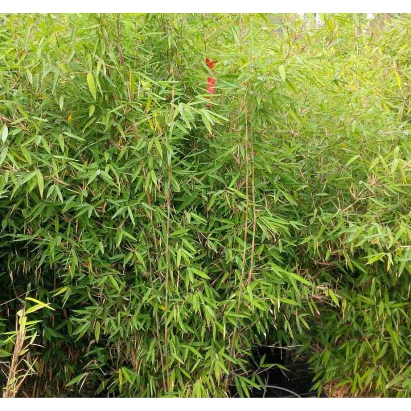 Fargesia nitida "Winterjoy" (nitida x murielae) (Bambou non traçant)