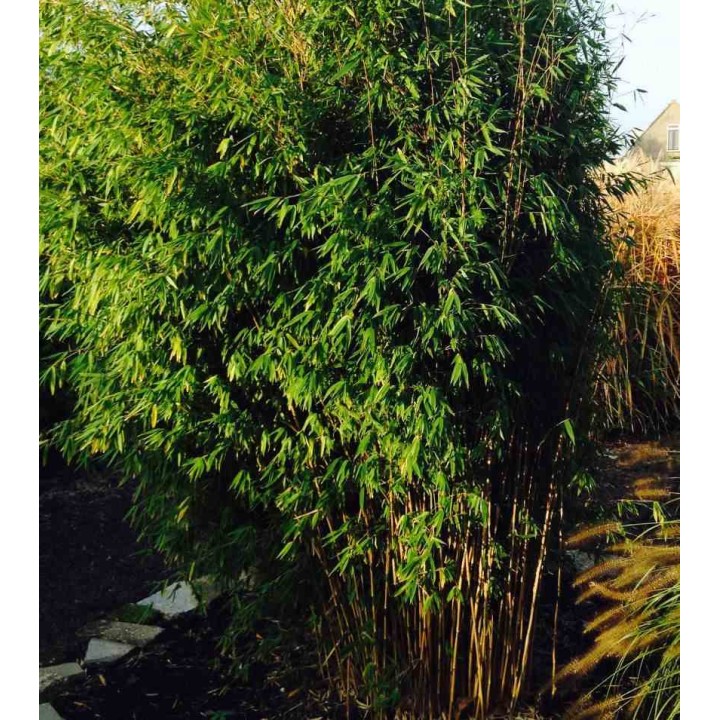 Fargesia Obélisque (murielae x nitida) (Bambou non traçant)