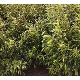 Fargesia Robusta « Pingwu » (Bambou non traçant)