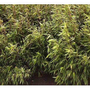 Fargesia Robusta « Pingwu » (Bambou non traçant)