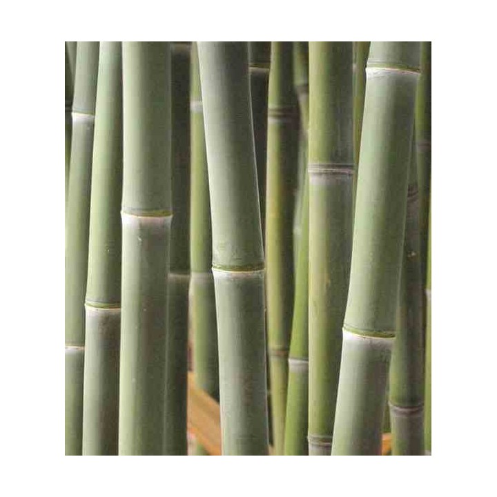 Phyllostachys atrovaginata (bambou à encens)