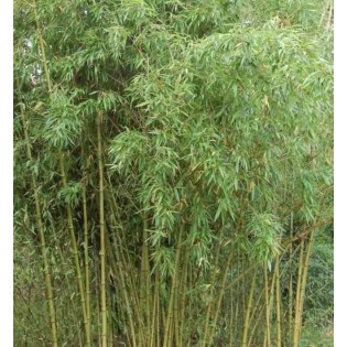 Phyllostachys atrovaginata (bambou à encens)
