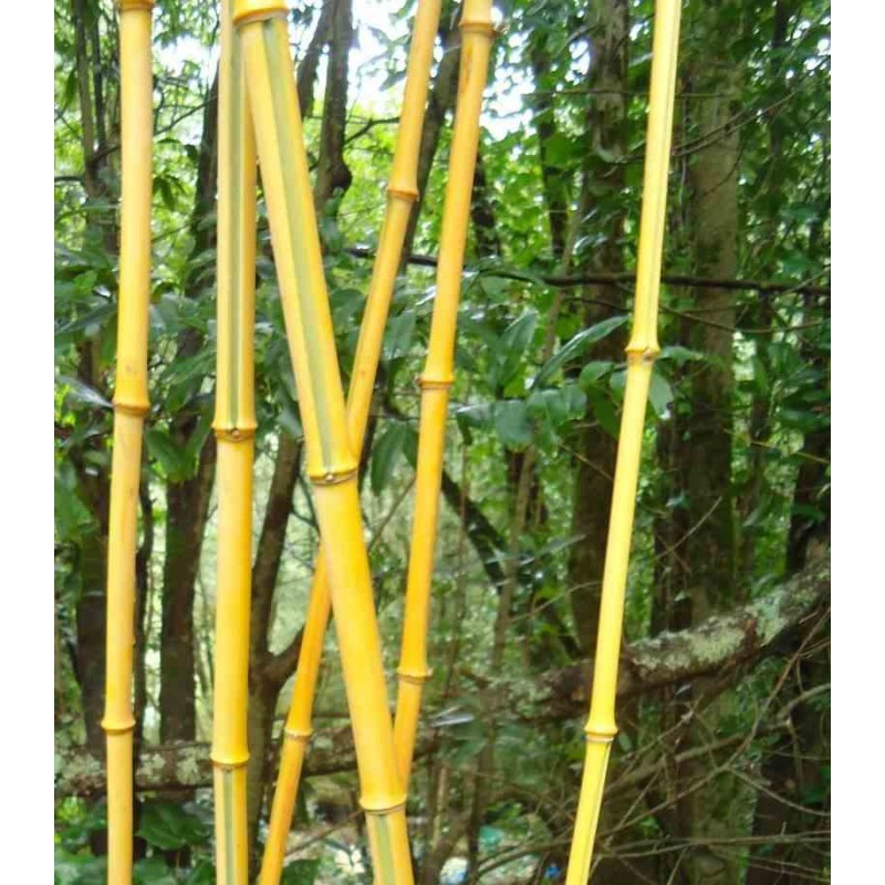 Phyllostachys aureosulcata