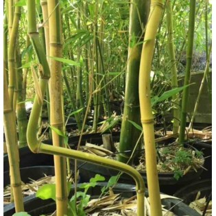 Phyllostachys aureosulcata