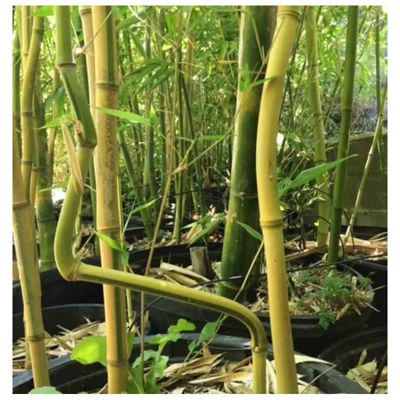 Phyllostachys aureosulcata