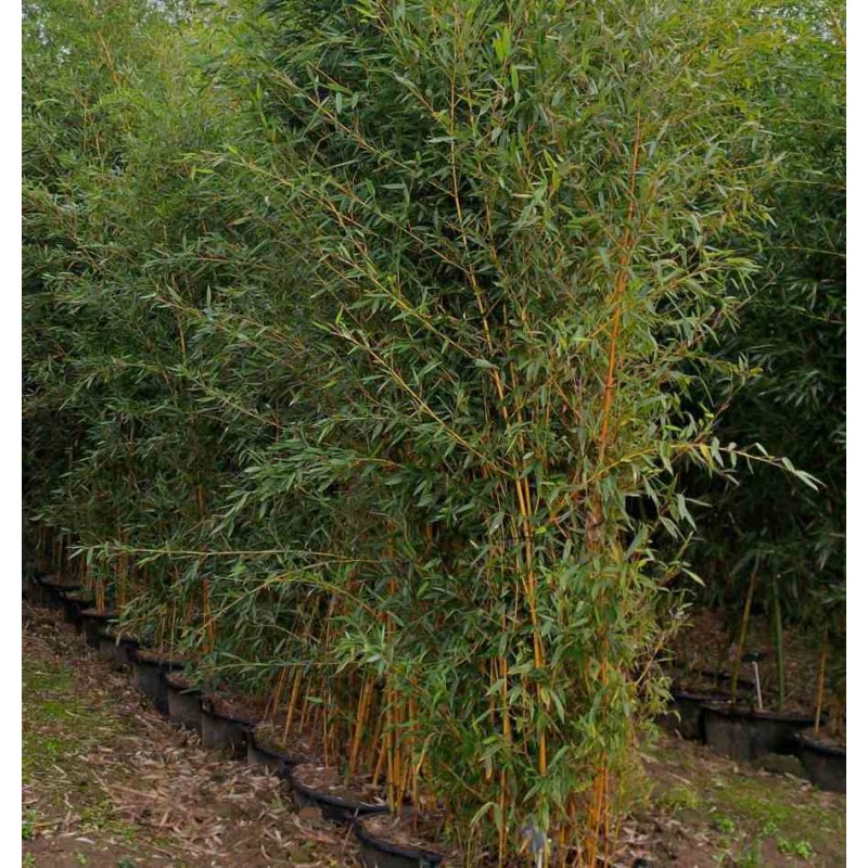 Phyllostachys aureosulcata aureocaulis