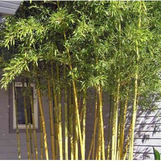 Phyllostachys aureosulcata spectabilis