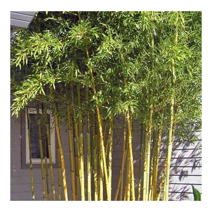 Phyllostachys aureosulcata spectabilis