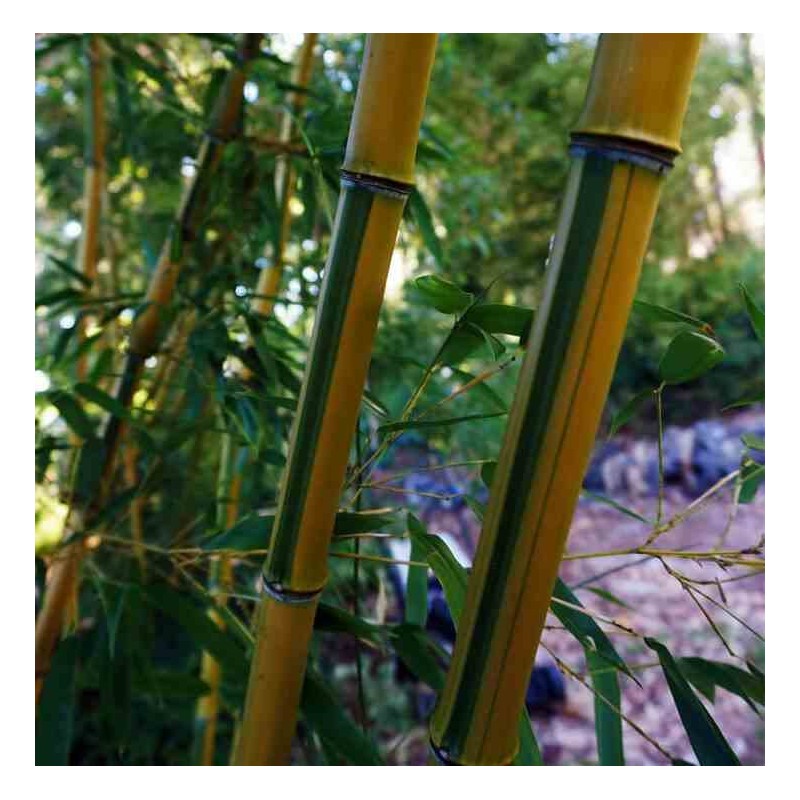 Phyllostachys aureosulcata spectabilis