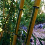 Phyllostachys aureosulcata spectabilis