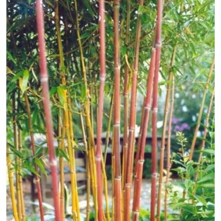 Phyllostachys aureosulcata spectabilis