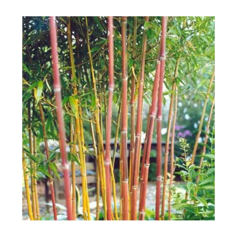 Phyllostachys aureosulcata spectabilis
